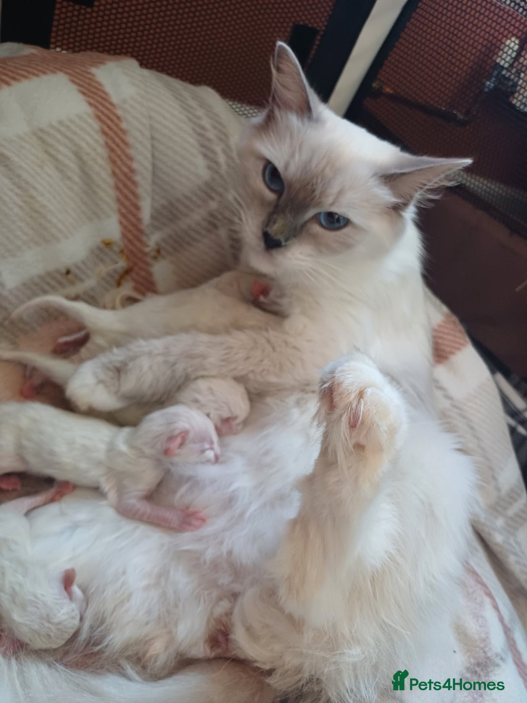 Ragdoll cats for sale: Ragdoll Kittens for Sale - Image 15