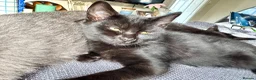 British Shorthair cats for sale: British Shorthair Beautiful kitten LAST ONE £150 - Advert 11