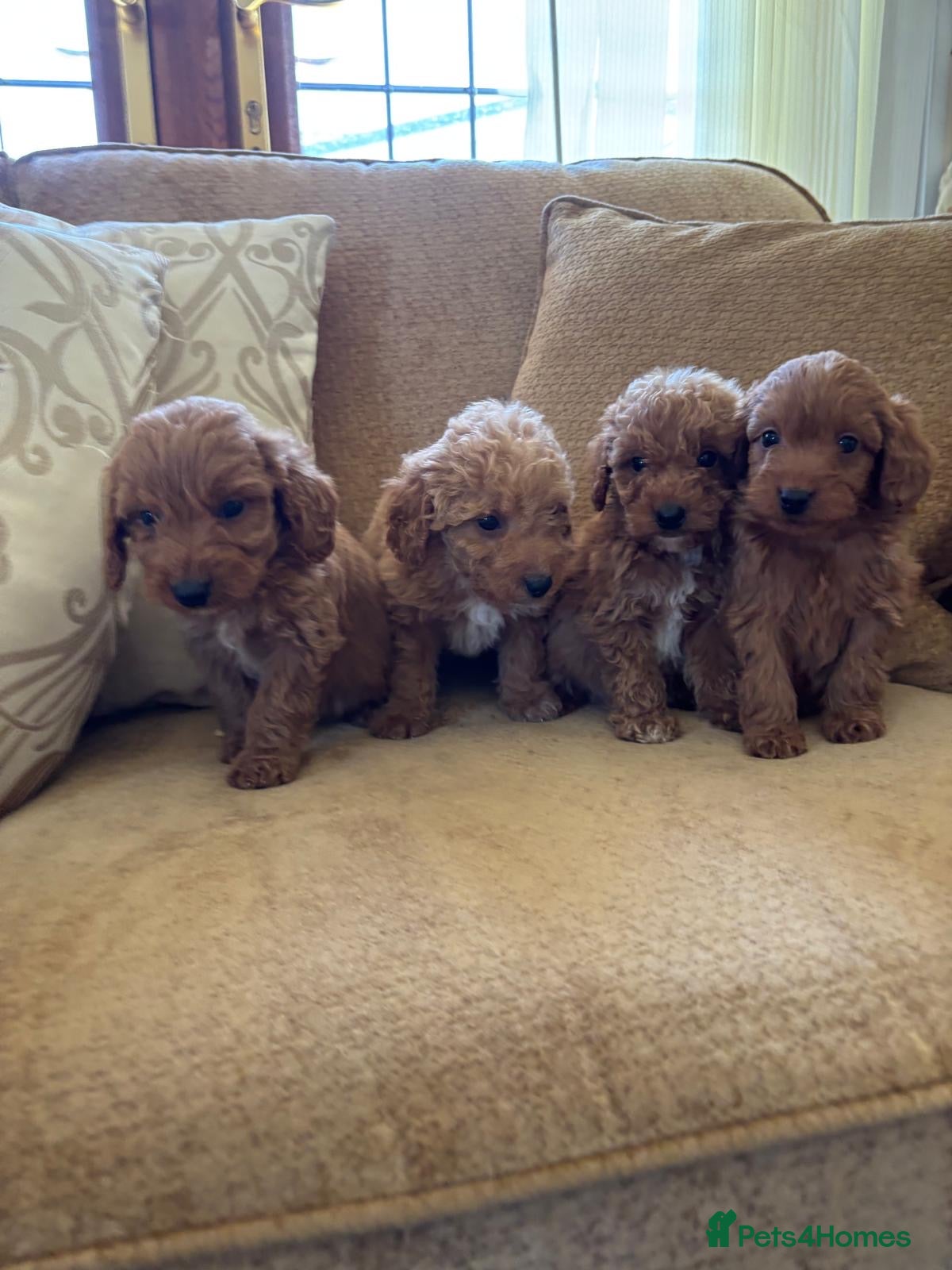 Cockapoo dogs LICENSED BREEDER QUALITY HEALTH TESTED COCKAPOOS - Advert 1