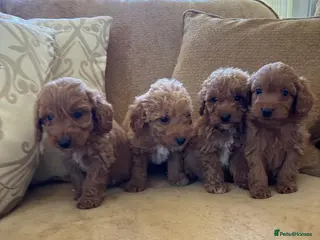 Cockapoo dogs LICENSED BREEDER QUALITY HEALTH TESTED COCKAPOOS - Advert 3