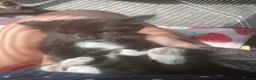 British Longhair cats for sale: 6 loved kittens  - Advert 7