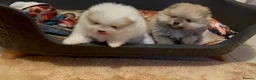 Pomeranian dogs for sale: KC Registered Pomeranian Puppies in Glasgow - Advert 9