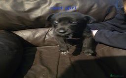 Shepsky dogs for sale: Shepski pups - Advert 7