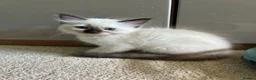 Ragdoll cats for sale: Pure Ragdoll Kittens *Ready Now* - Advert 12