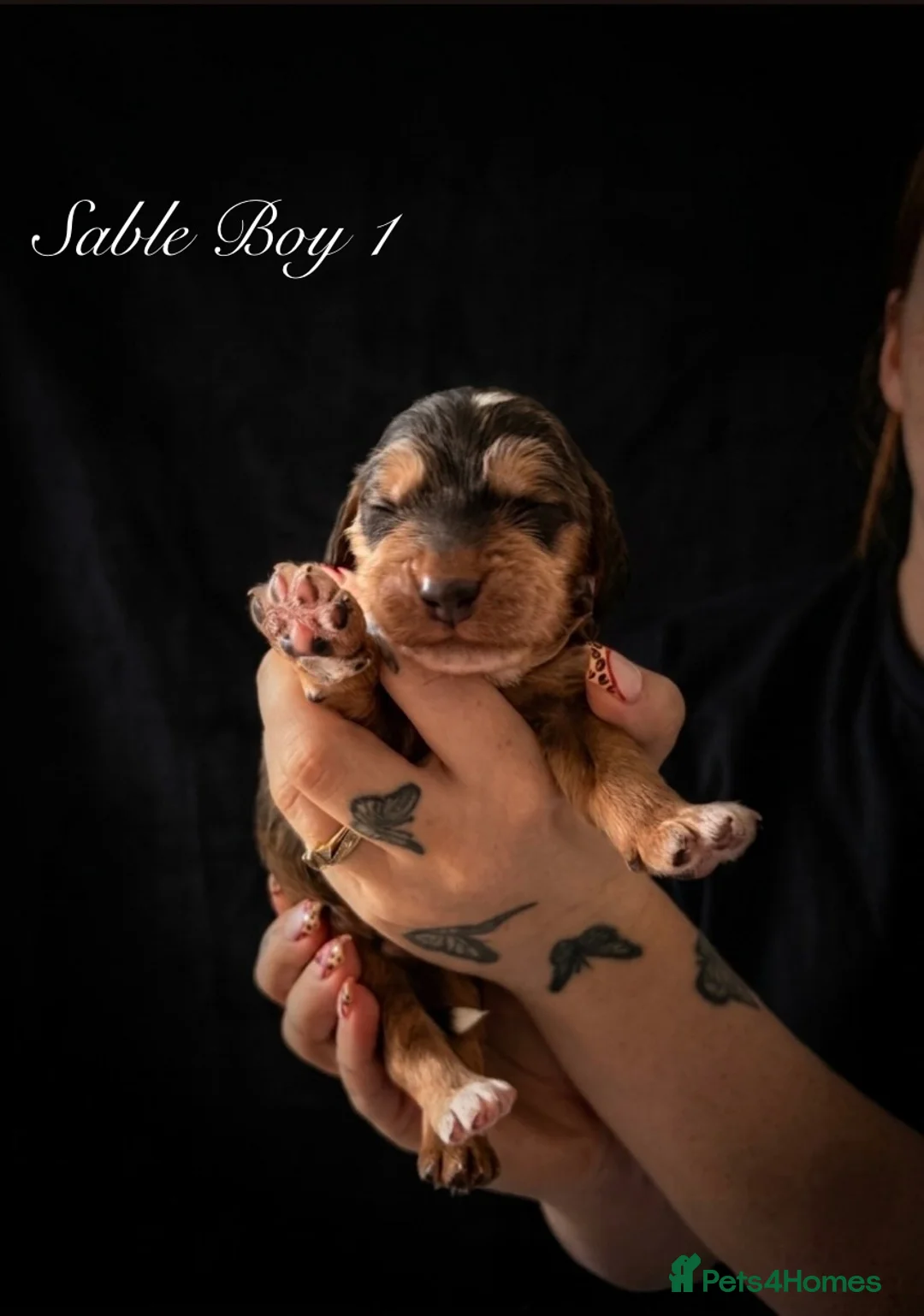 Cockapoo dogs for sale: Outstanding F1 show type miniature cockapoos - Advert 2
