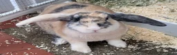 Mixed Breed rabbits for sale: Two rabbits for adoption - Advert 3