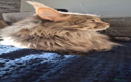 Maine Coon cats for sale: Maine Coon kittens Glasgow  - Image 27