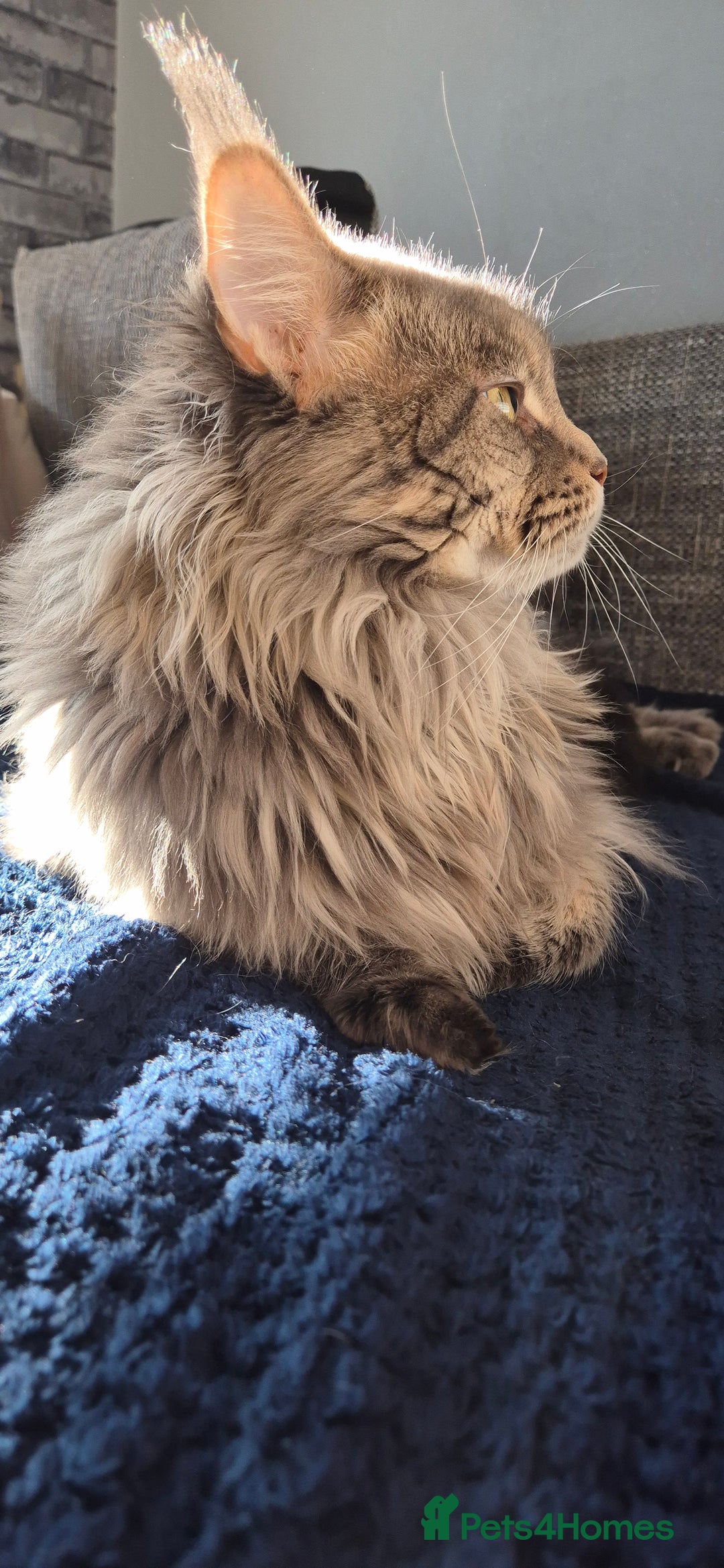 Maine Coon cats for sale: Maine Coon kittens Glasgow  - Image 27
