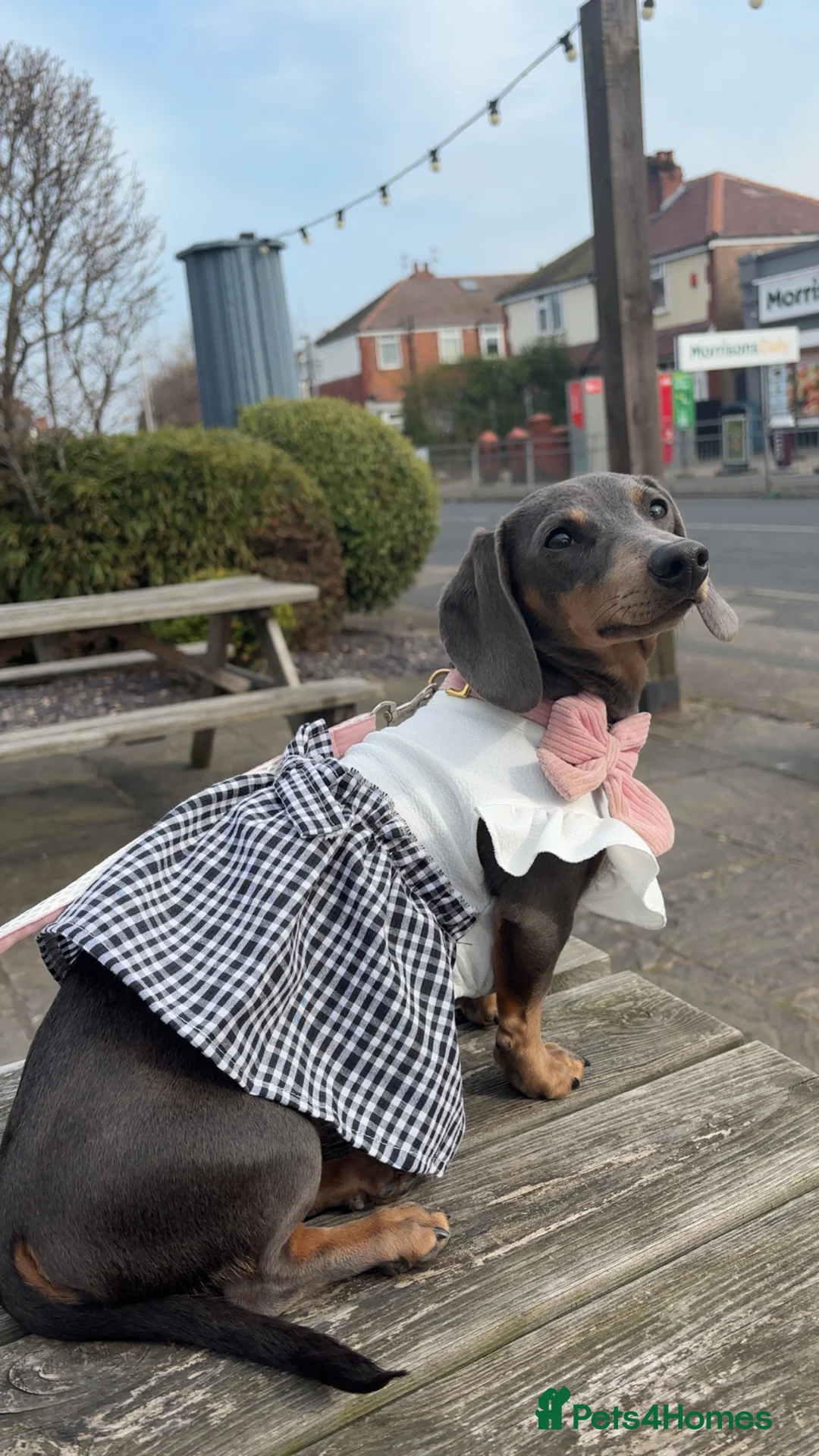 Miniature Dachshund dogs for sale: Rehoming  - Advert 6