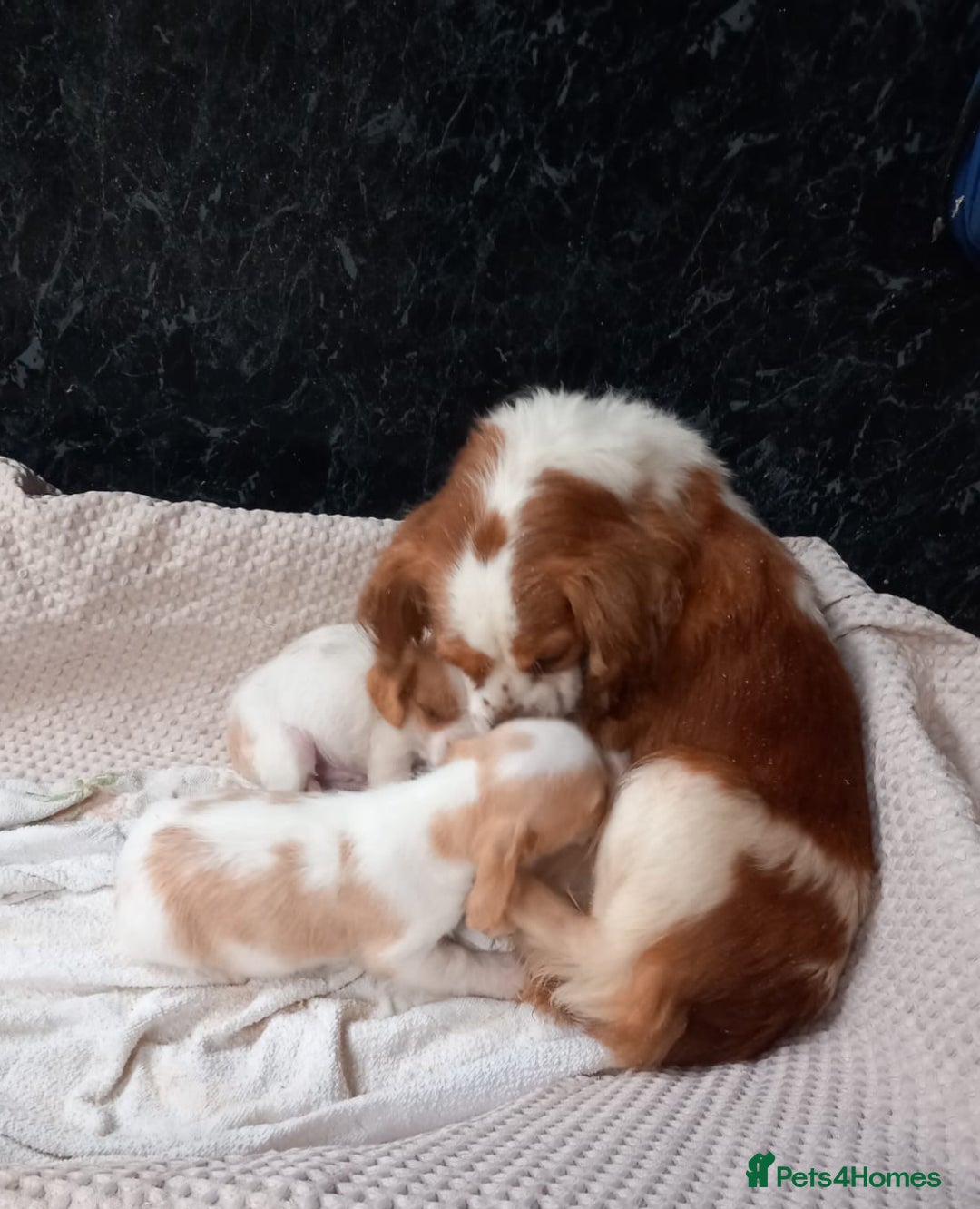 Cavapoo dogs for sale: Beautiful Cavapoo's for sale - Advert 2