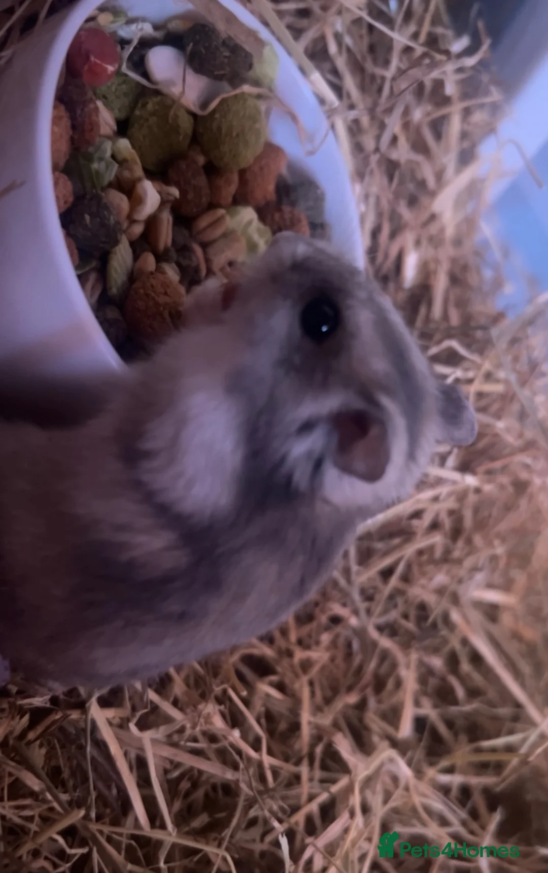 Hamster rodents for sale: male dwarf hamster with cage and accessories  in North Shields - Advert 2