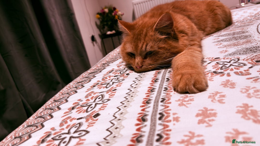 Mixed Breed cats for sale: Lovely Fluffy ginger male  - Advert 2