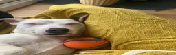 Jack Russell dogs for sale: Handsome rare white JRT male 10 months £750 - Advert 5
