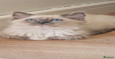 Ragdoll cats - Advert 10
