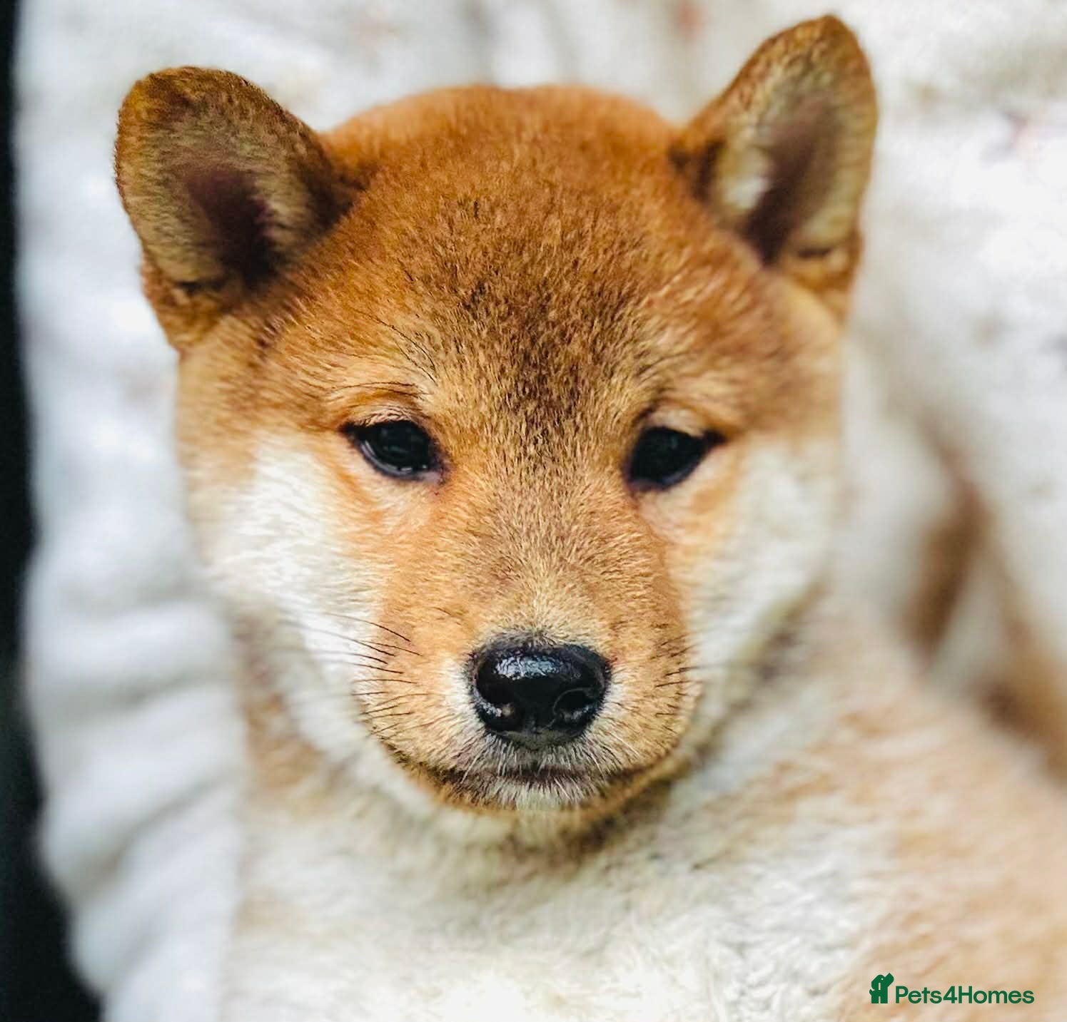 Japanese Shiba Inu dogs Beautiful KC shiba puppies ready for new homes - Advert 1