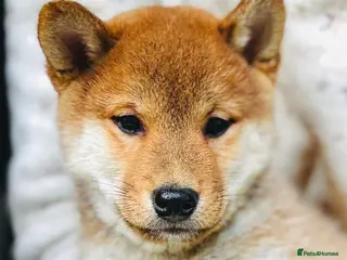 Japanese Shiba Inu dogs Beautiful KC shiba puppies ready for new homes - Advert 1