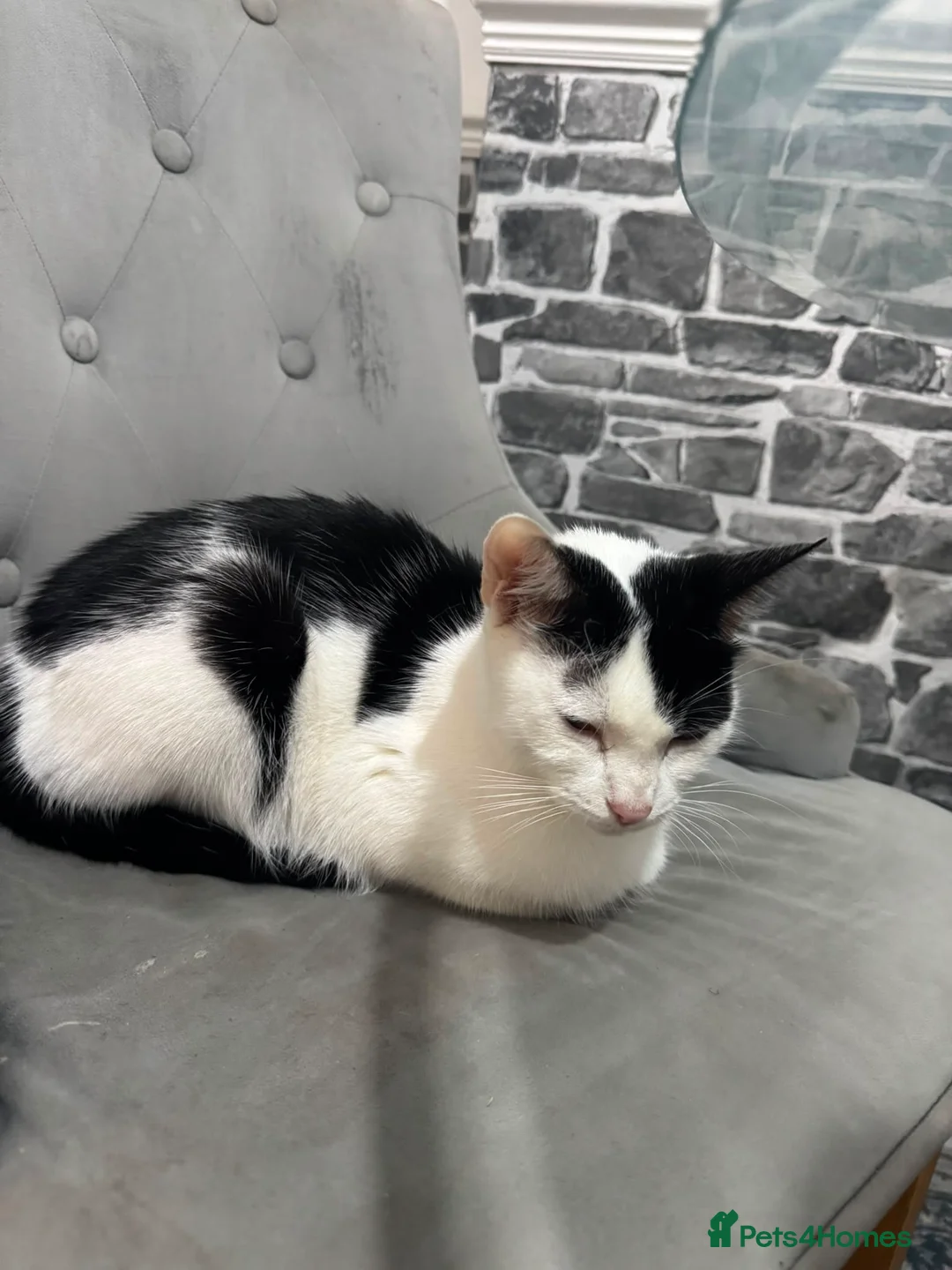 British Shorthair cats for adoption: Most loving baby girl  - Advert 3