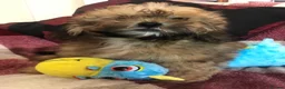 Shihpoo dogs for sale: shihpoo puppies for sale  - Advert 17