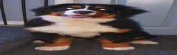 Bernese Mountain Dog dogs for sale: Bernese mountain female  in Blackburn - Advert 2
