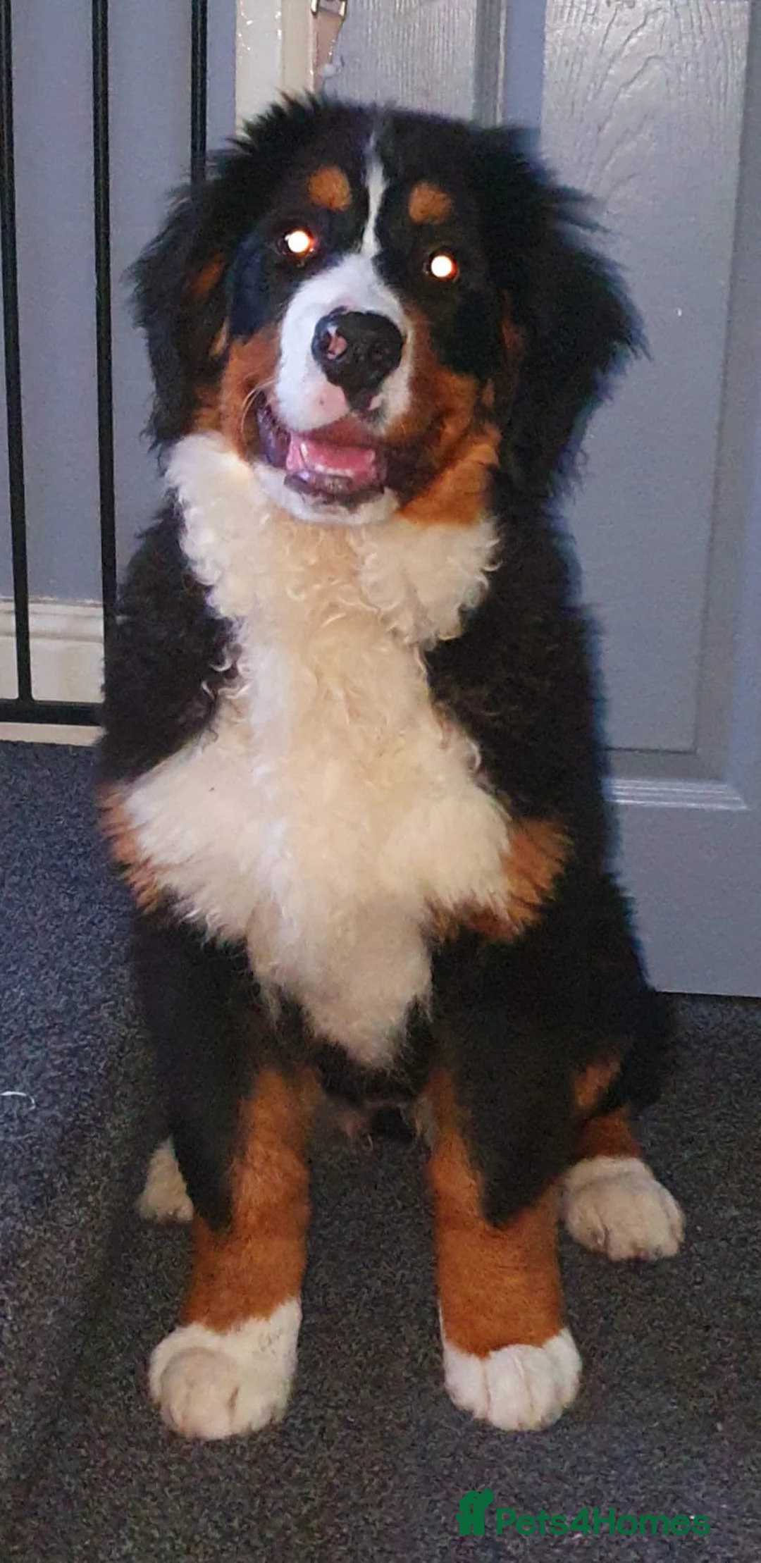Bernese Mountain Dog dogs for sale: Bernese mountain female  in Blackburn - Advert 2