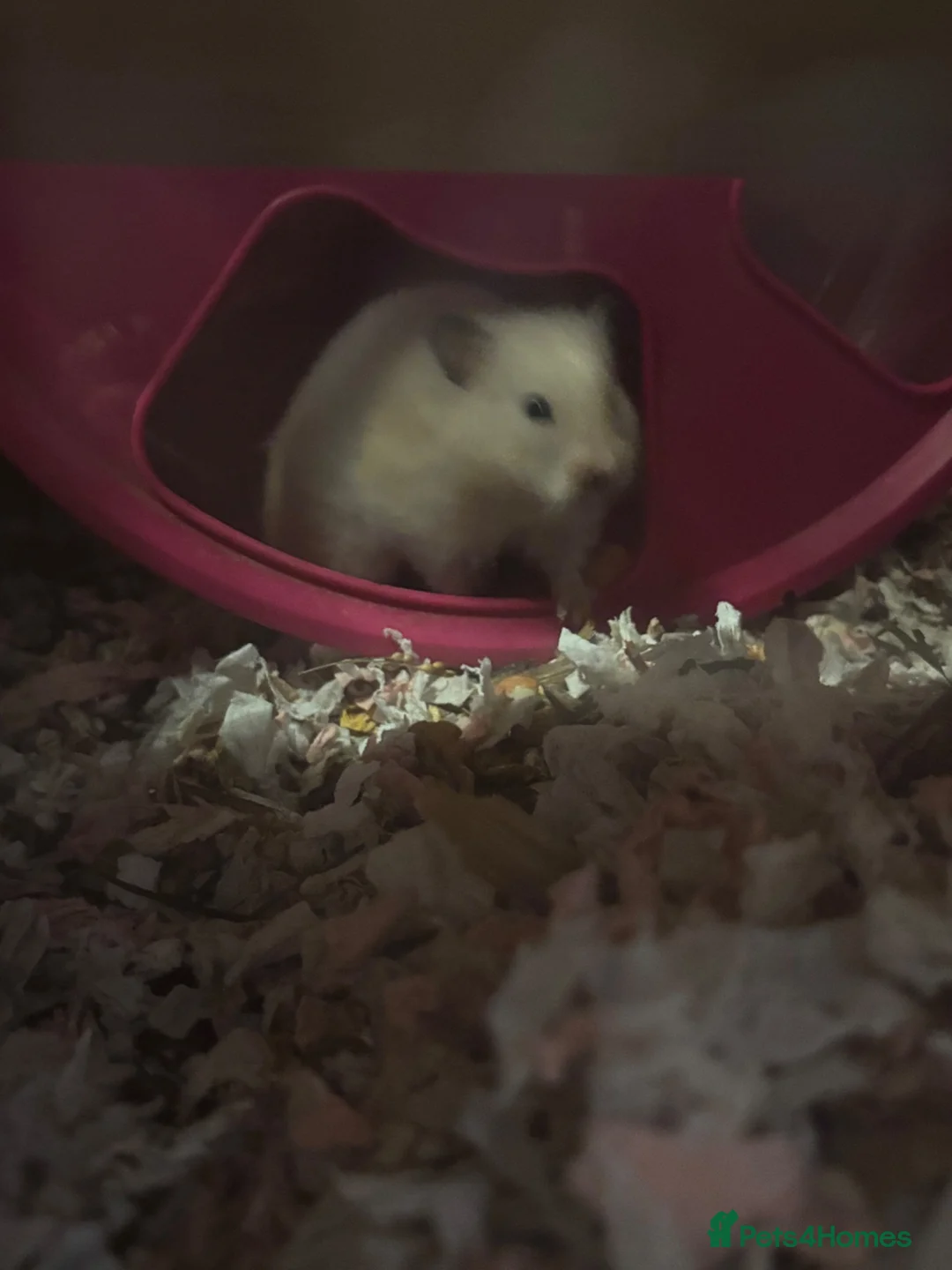 Hamster rodents for sale: Grown on hamsters  - Advert 4