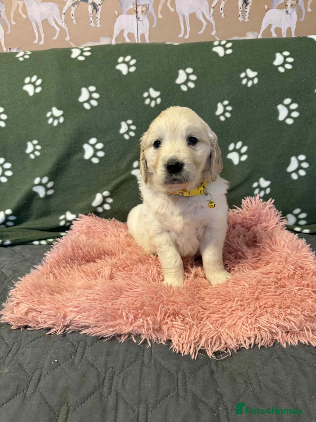 Golden Retriever dogs for sale: Stunning health tested Golden Retriever Puppies  - Advert 17