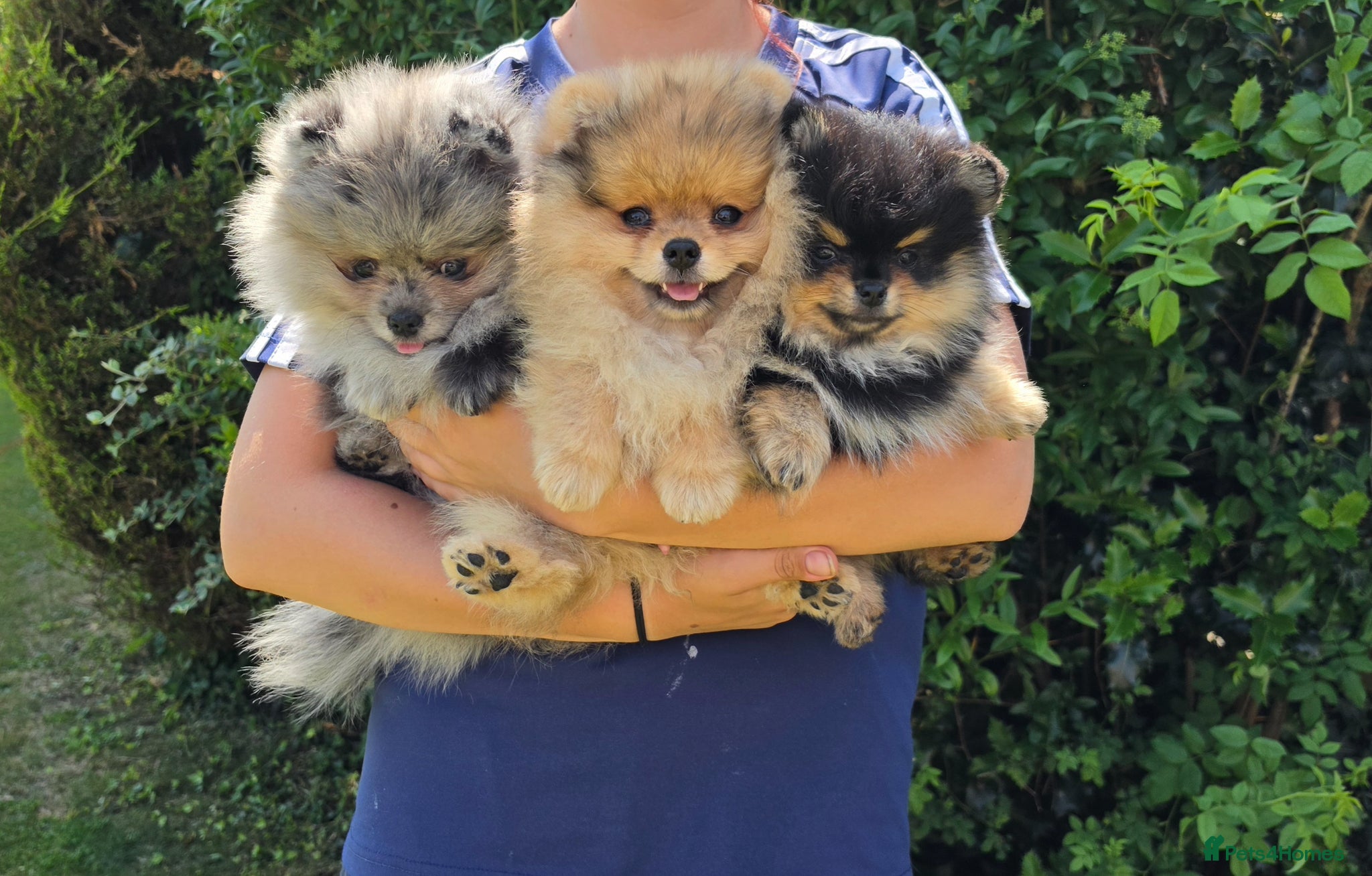 Pomeranian dogs for sale: Pomeranian puppies home raised  - Advert 2