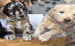 Goldendoodle dogs for sale: F1B moyen golden doodle  - Image 6