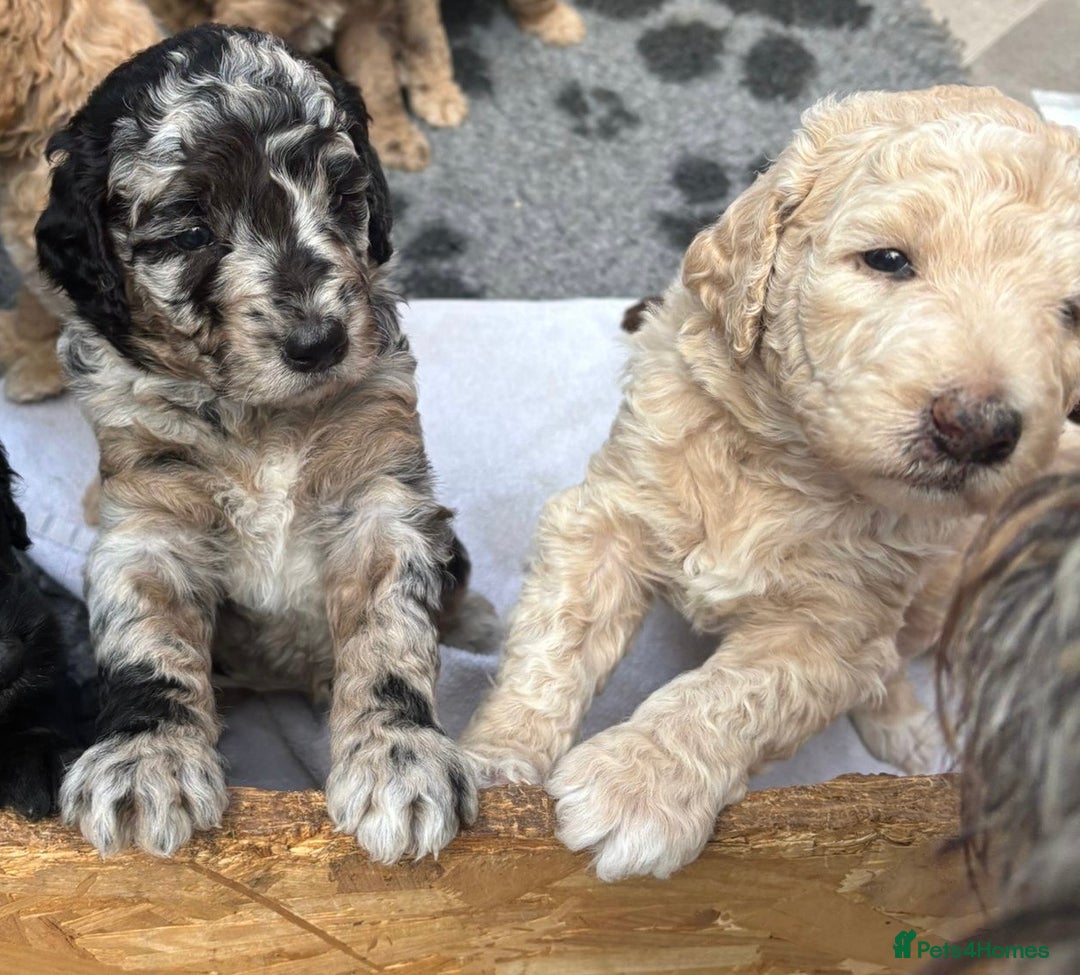 Goldendoodle dogs for sale: F1B moyen golden doodle  - Image 6