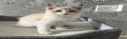 Ragdoll cats for sale: Beautiful Ragdoll Kittens - Advert 25