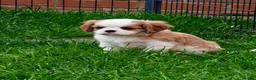 Cavalier King Charles Spaniel dogs for sale: Gorgeous KC Cavaliers from Health Tested Parents  - Advert 18