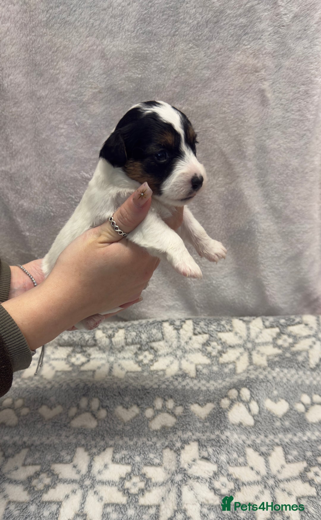 Jack Russell dogs for sale: Bred From Health Tested Parents - Advert 5