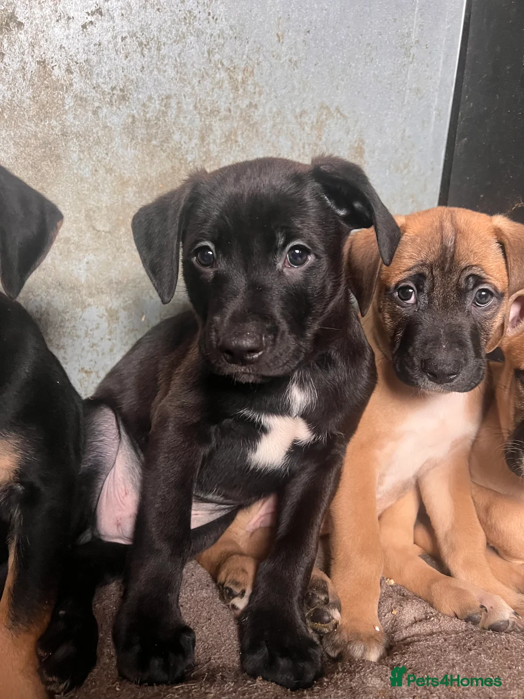 Mixed Breed dogs for sale: 8 Beautiful Mastiff x Staff x Black Mouth Cur Pups - Advert 34