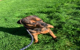 Mixed Breed dogs for sale: Zero Rottweiler x cane Corso  - Image 3