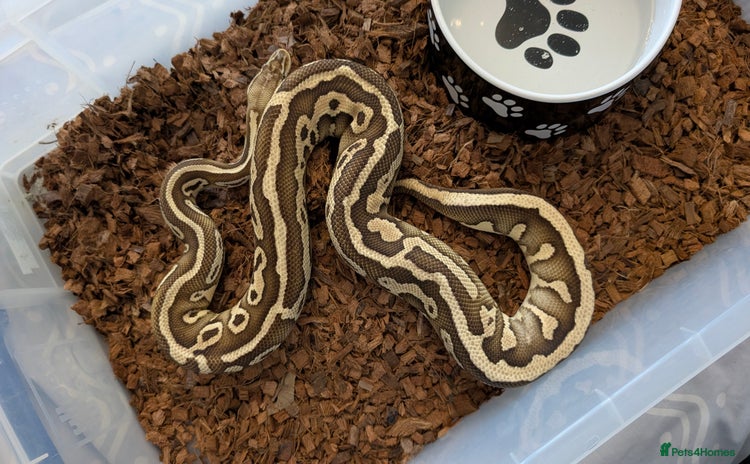 Python Snake reptiles - Advert 1