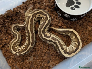 Python Snake reptiles - Advert 24