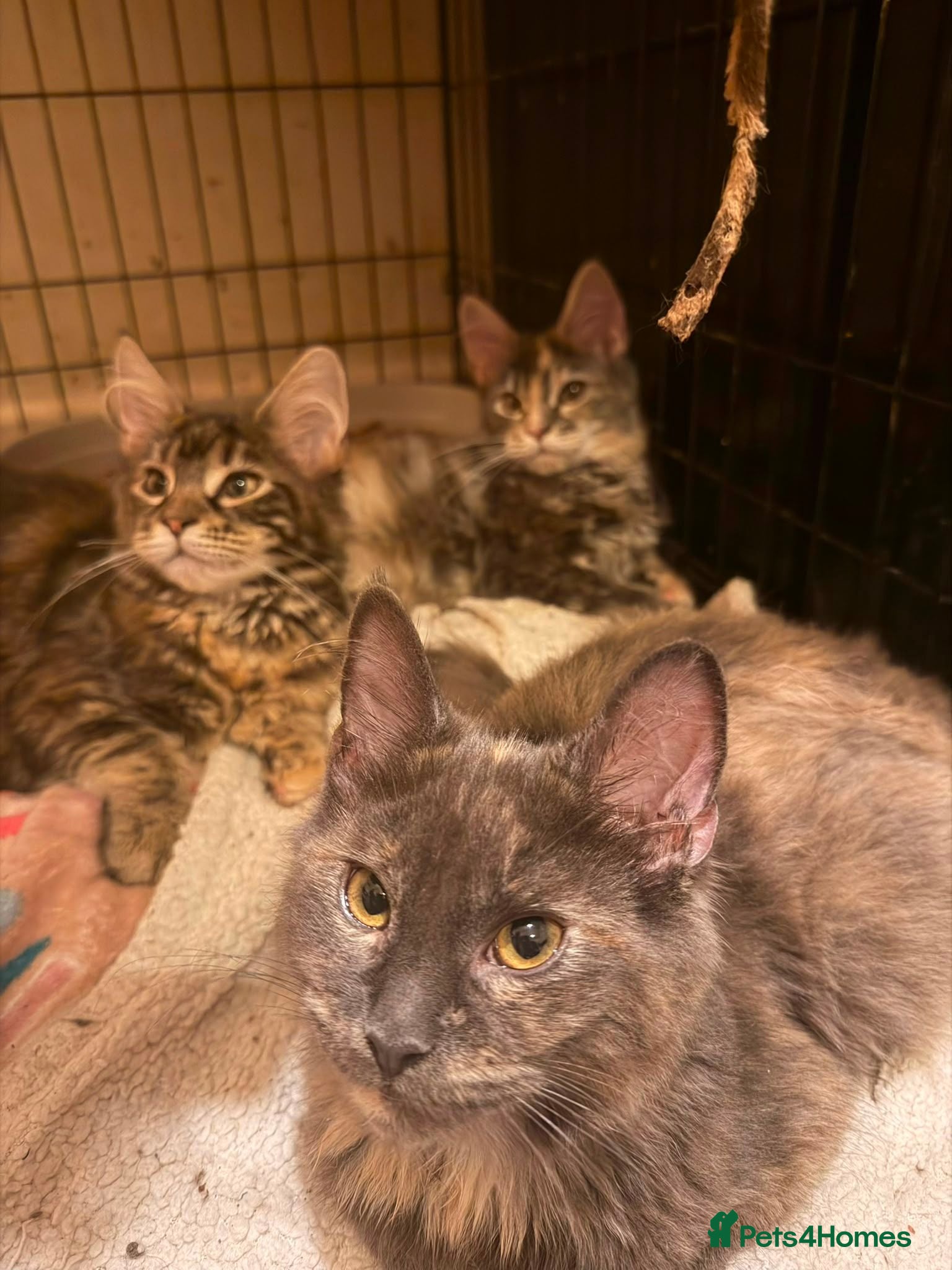 Maine Coon cats LAST 3 Maine Coon Kittens for Sale-Pure Cuteness! - Advert 1