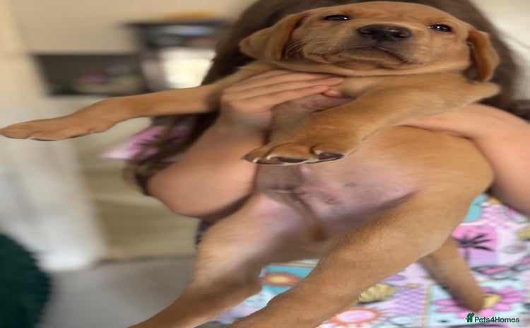 Labrador Retriever dogs - Advert 1
