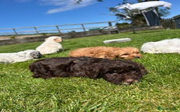 Cockapoo dogs for sale: Beautiful cockapoo puppies  - Image 5