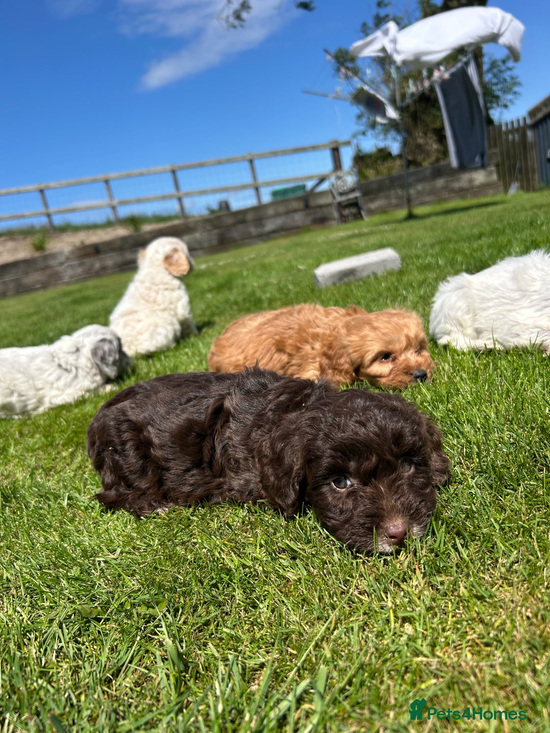 Cockapoo dogs for sale: Beautiful cockapoo puppies  - Image 5