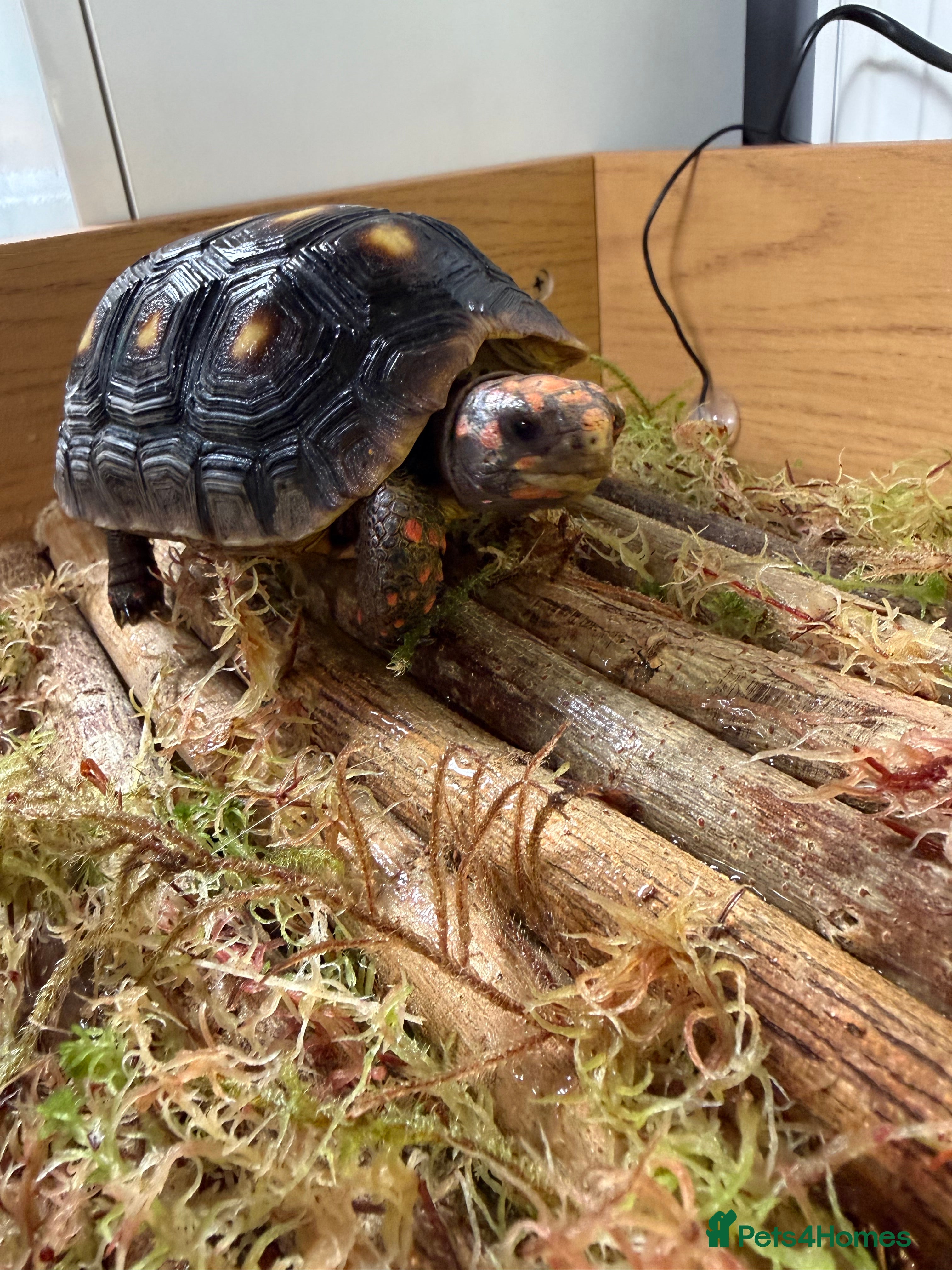 Tortoise reptiles Red foot tortoise  - Advert 14