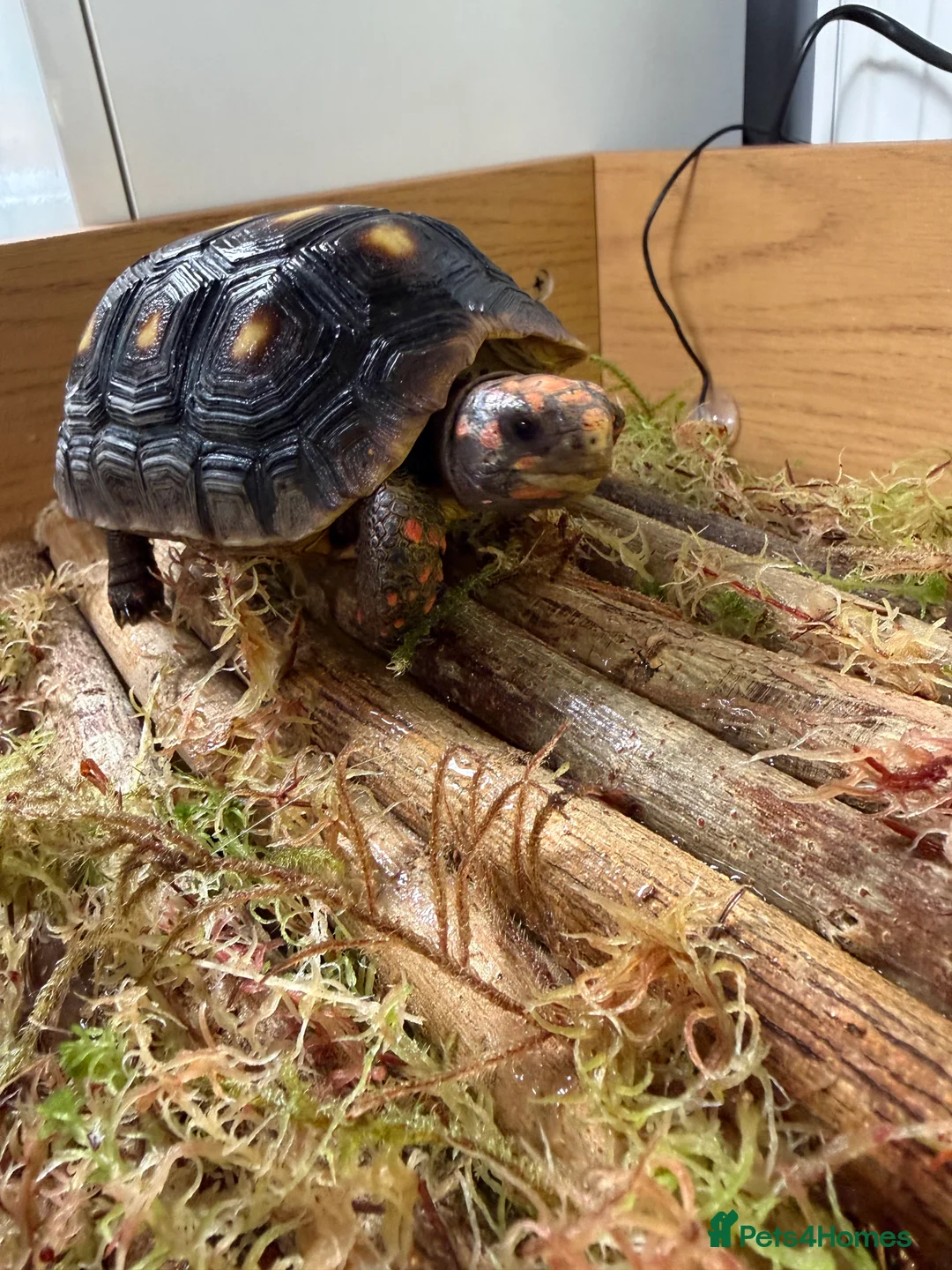 Tortoise reptiles for sale: Red foot tortoise  - Advert 1