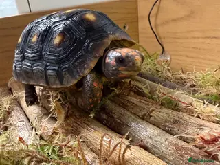 Tortoise reptiles Red foot tortoise - Advert 14