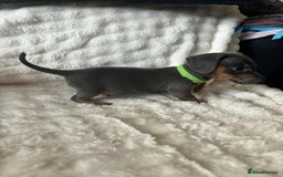 Miniature Dachshund dogs for sale: Miniature Dachshund puppies - Image 6