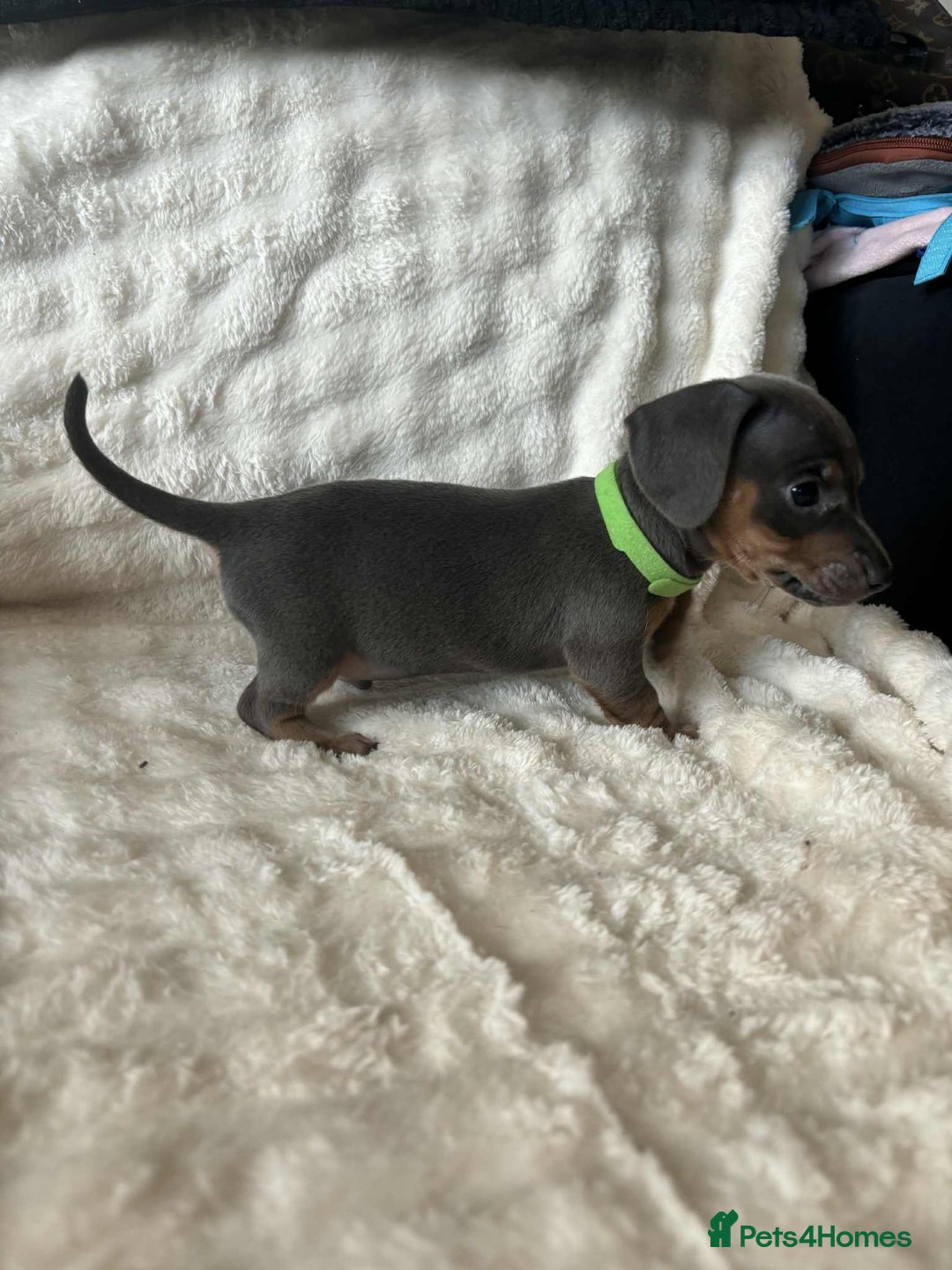 Miniature Dachshund dogs for sale: Miniature Dachshund puppies - Image 6