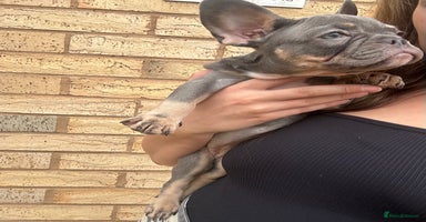 French Bulldog dogs - Advert 16