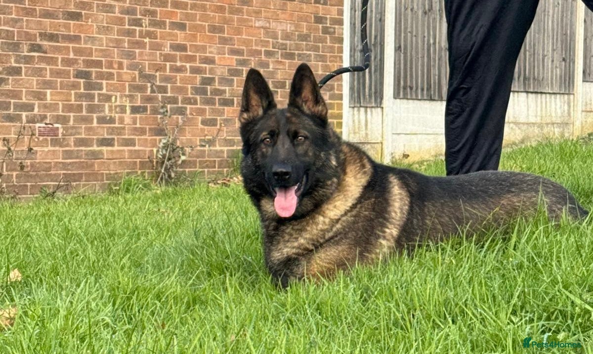 German Shepherd dogs Amazing German Shepherd Female  - Advert 2