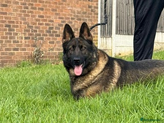 German Shepherd dogs Amazing German Shepherd Female - Advert 14