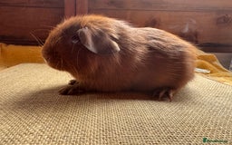 Guinea Pig rodents for sale: Beautiful self PE golden guinea pigs  - Image 4