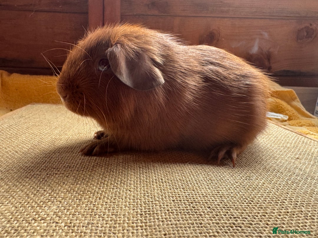 Guinea Pig rodents for sale: Beautiful self PE golden guinea pigs  - Image 4